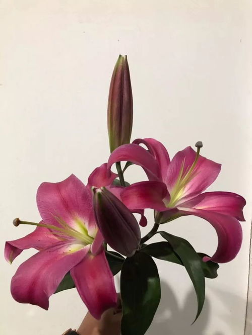 橙色百合花的深层意义与美丽象征