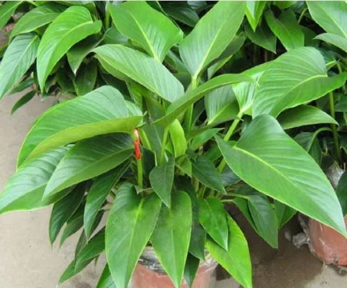 金钻叶黑病速解秘籍，花卉急救攻略！