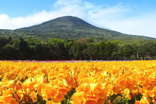 柿子树的花芽形成