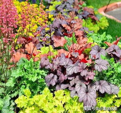 辽宁秋天的花苗种植：耐寒又美丽的秘密