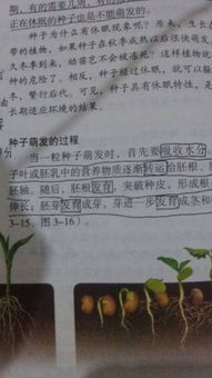 苔藓植物、蕨类植物、藻类植物都属于什么植物