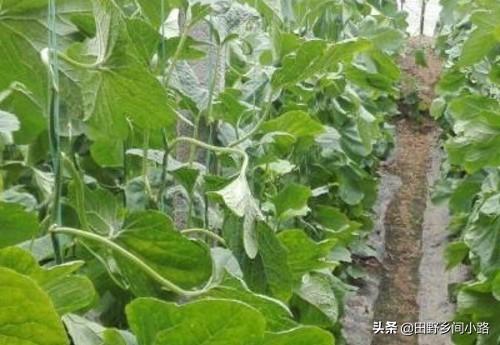 揭秘：如何精准施肥，确保枣树茁壮成长？