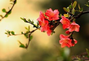 铁杆海棠，它开花的季节是哪个月份呢？