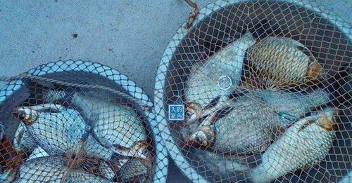 长江鳊鱼喜欢吃什么饵料？老钓友亲测3块钱自制配方，效果爆护，真的不输高价饵料吗？