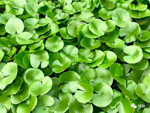 如何根据南北差异和四季常绿技巧选择适合本地草地的草种品种？