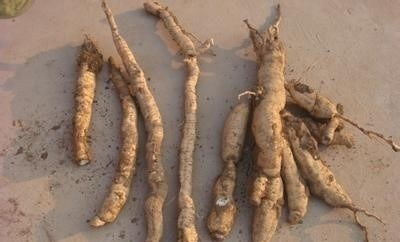 种植成本大揭秘