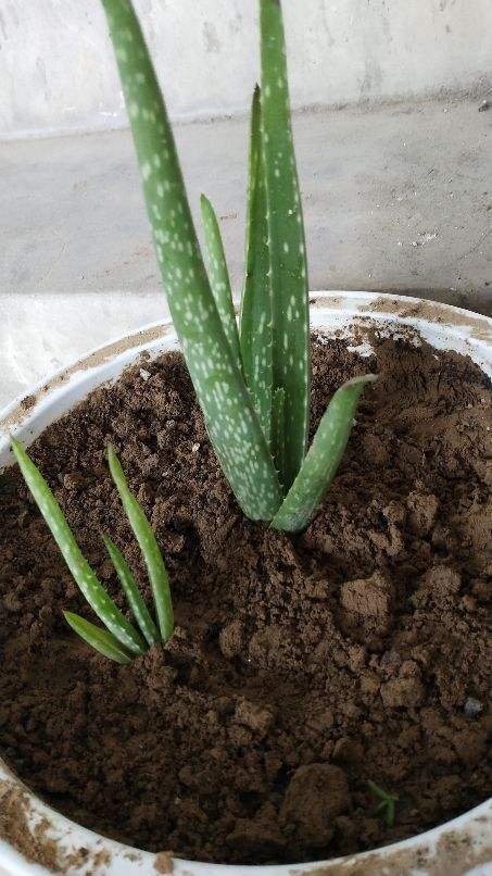 大丽花黄叶多，如何挽救