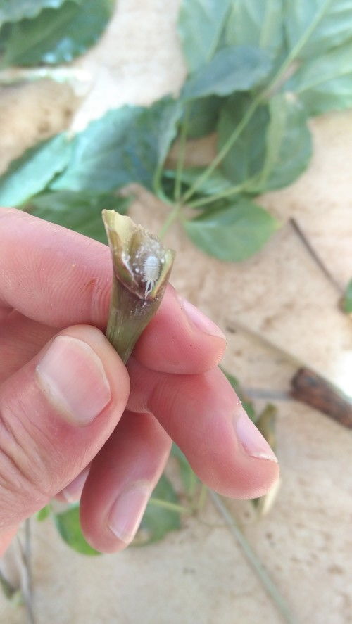 金钻花烂根是什么原因引起的？如何有效预防和处理