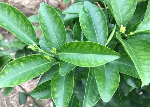 乌饭树种植园打造指南：从种植到营养要点全面解析