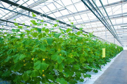 播种育苗的重要性