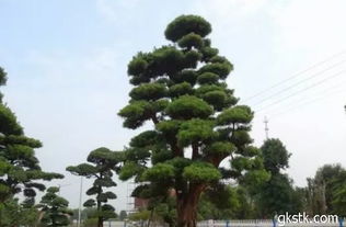 园林苗木修剪的误区与正确方法揭秘