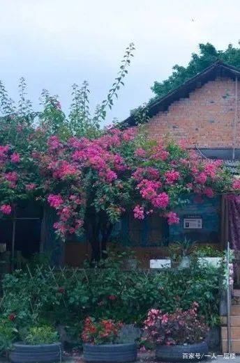 成者阝天府广场的神秘配方