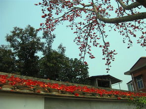 广州市花是木棉，这种花在广州随处可见吗