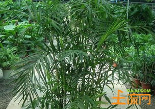 夏威夷椰子的养护入门指南