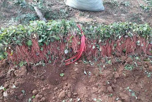 丹参的种植季节