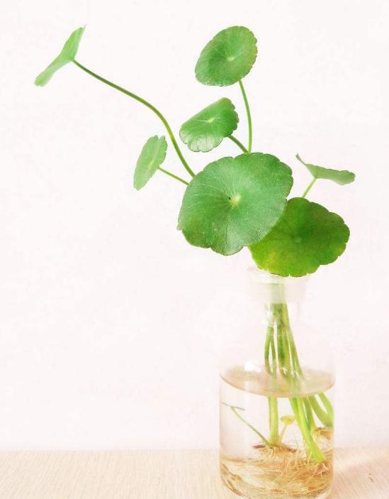 存活率蕞高的花苗品种揭秘