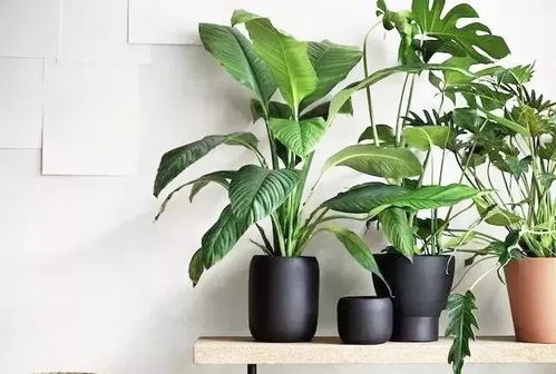 室内绿植光照不足怎么办？如何让植物在室内也能享受充足阳光
