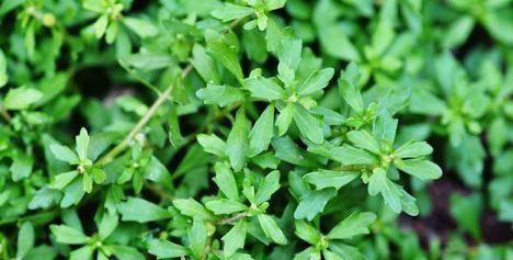 二、二十年老农掏心话