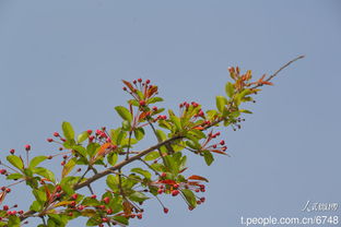 春天的色彩， 手机里的秘密