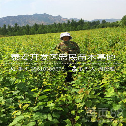 “见青杀”除草剂的使用