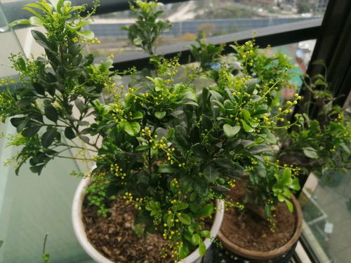 米兰叶片病虫害防治中，哪种杀虫剂对米兰叶片病虫害效果最好？