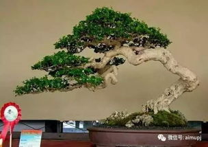 第二步：上盆，要讲究