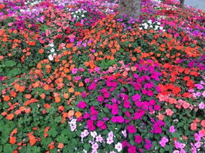 农村绿化种植的花儿真多啊！