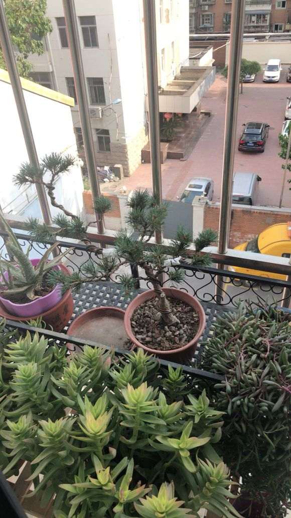 “流苏下山桩养护攻略，打造爆款花卉新宠”