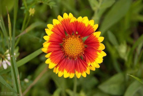 6月种植，避免误区