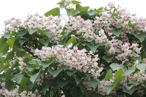 楸树种质资源调查， 助力优质生长