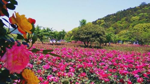 扦插种植， 精心培育