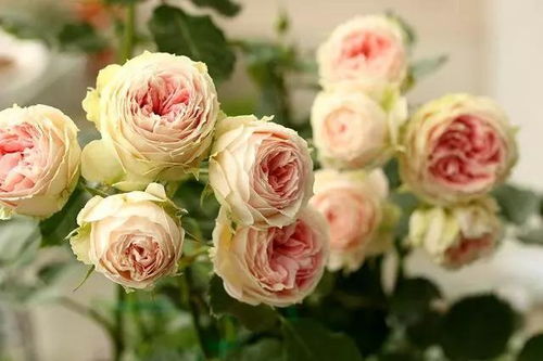 花如其名， 花型像小杯子