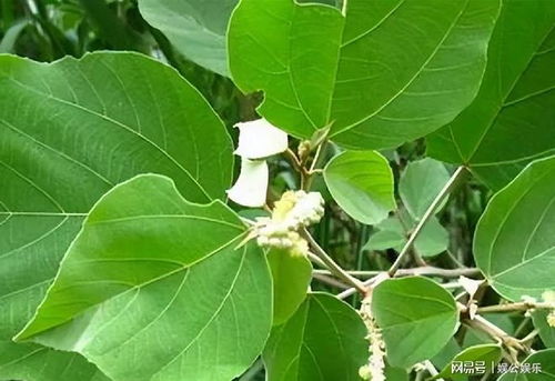 青叶在植物界的作用