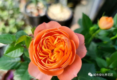 月季花叶背面的小白点是什么虫引起的