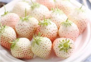 白草莓，你知道有哪些罕见品种吗