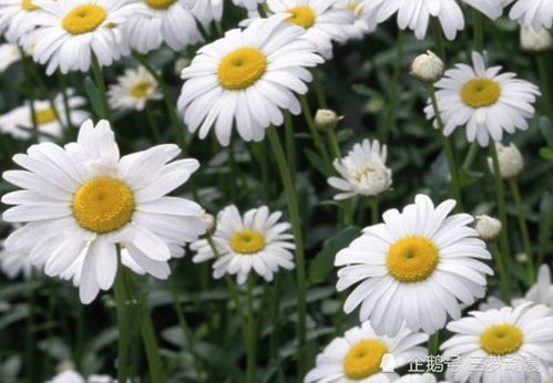 菊花：探寻生命奥秘，致敬永恒之美