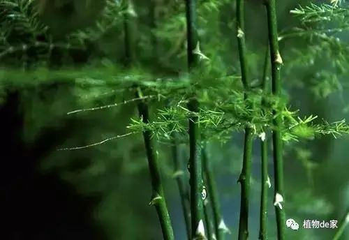 养护文竹， 避开光照、通风、湿度三大误区