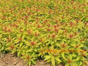 金焰绣线菊与金边瑞香：花叶俱佳的小灌木