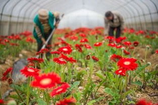 立体种养模式， 提高空间利用率