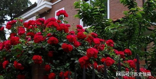 甜蜜红木香， 美得让人陶醉