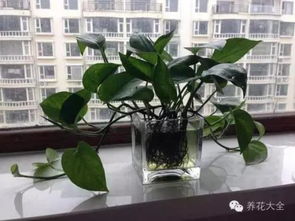 春季绿萝照料妙招