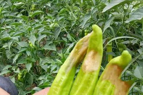 辣椒叶长虫子怎么办？辣椒叶上有虫子怎么处理最有效