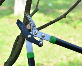 拔除杂草的处理