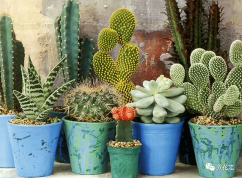 仙人掌的懒人植物