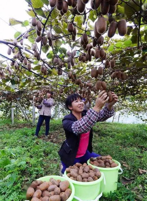 泸州古蔺的返乡青年种植成功案例