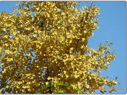 银杏：观叶植物， 金秋时节梗美