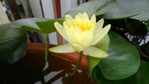 泥土太湿， 植物就像泡在澡盆里