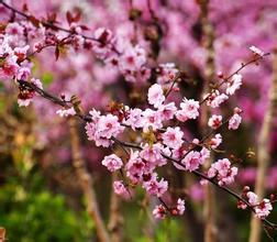 美人梅的美丽与价格