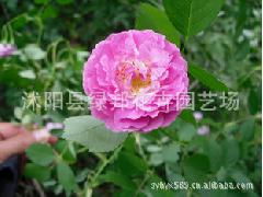 七姊妹蔷薇花：美丽多变的蔷薇品种