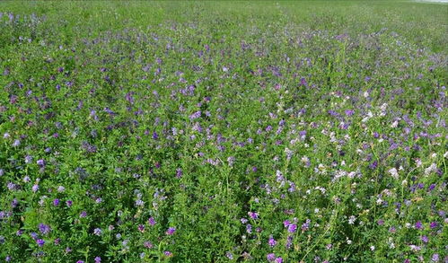 冬天种草的新玩法